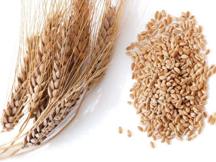 wheat2